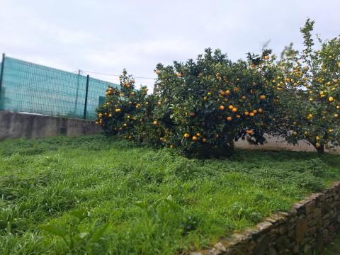 Imagen 27 de Oza-Cesuras