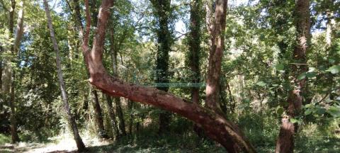 Imagen 69 de Ribadelouro